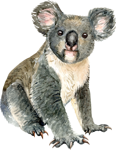 (s197-3-A) Koala