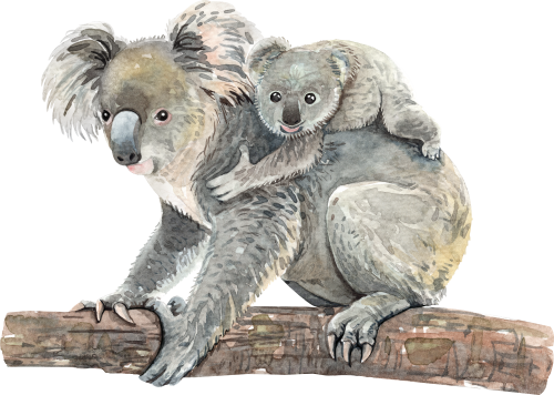 (s197-3-B) Mama & Baby Koala