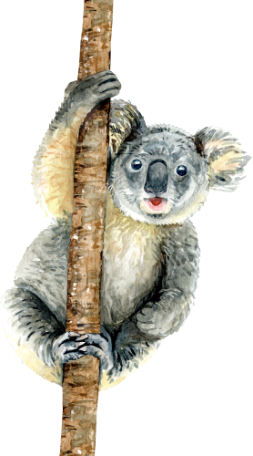 (s197-3-D) Koala