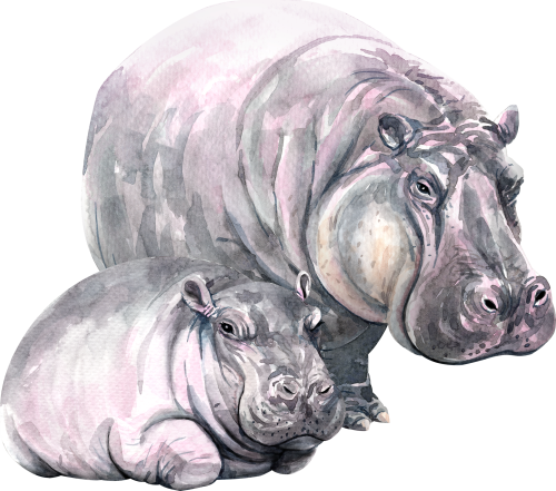 (s197-4-E) Mama & Baby Hippo