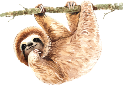 (s197-5-D) Hanging Sloth