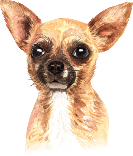 (s197-6-B) Watercolor Chihuhua