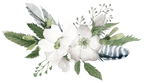 (002-01) White Wild Rose