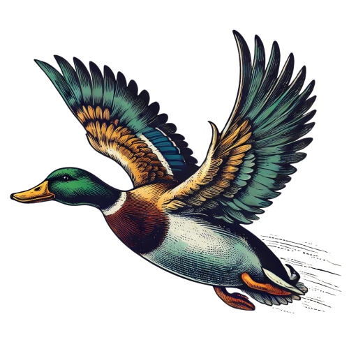 (s202-2-E) Duck Mallard
