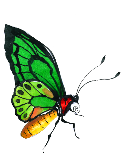 (s024-2A) Green Butterfly