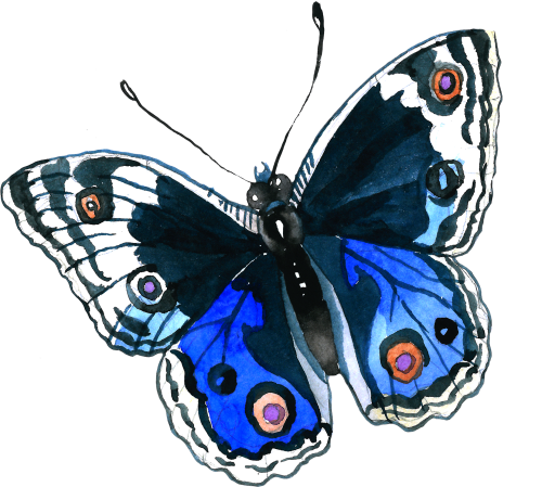 (s024-2B) Blue Butterfly
