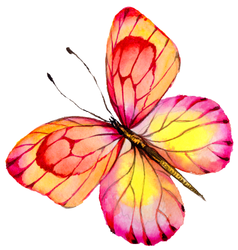(s024-2D) Orange Pink Butterfly