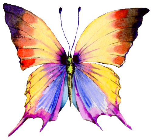 (s024-2E) Yellow Purple Butterfly