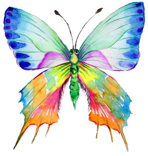 (s024-2F) Blue Orange Butterfly