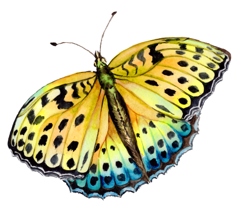 (s024-2G) Yellow Butterfly