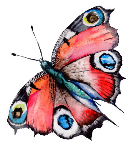(s024-2I) Moth