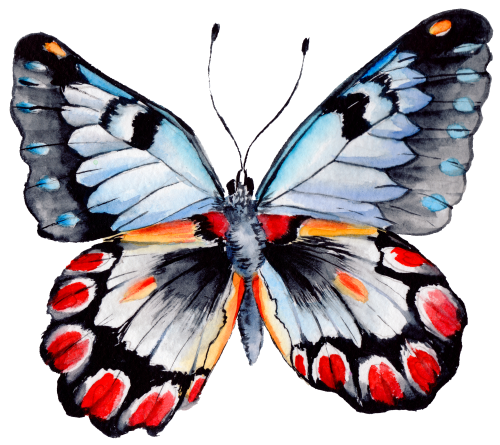(s024-2J) Moth