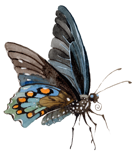 (s024-2K) Moth