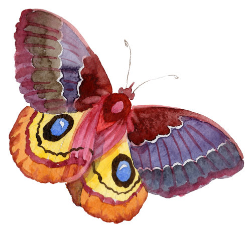 (s024-2L) Moth
