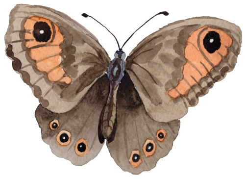 (s024-2M) Moth