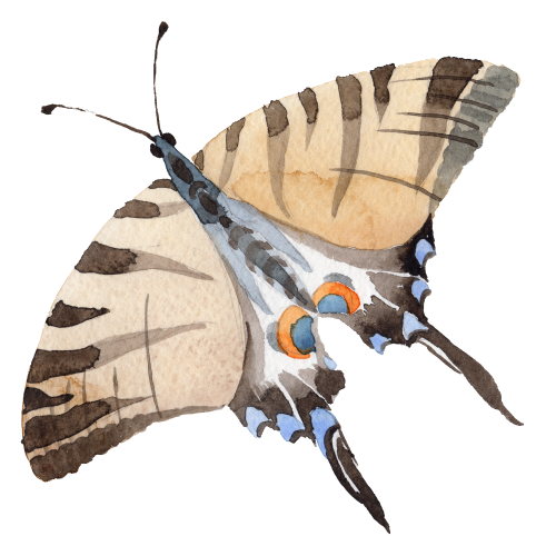 (s024-2N) Moth