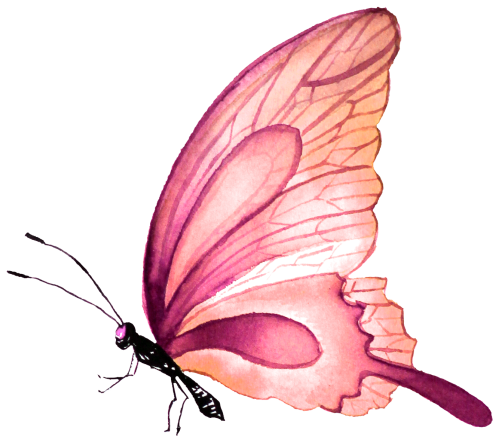(s024-2P) Pink Butterfly