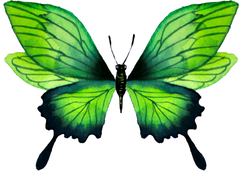 (s024-2S) Green Butterfly