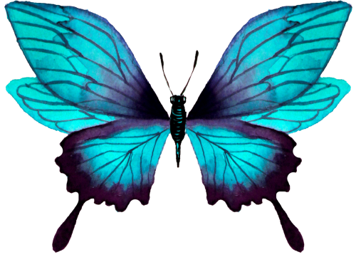 (s024-2T)  Teal Blue Butterfly