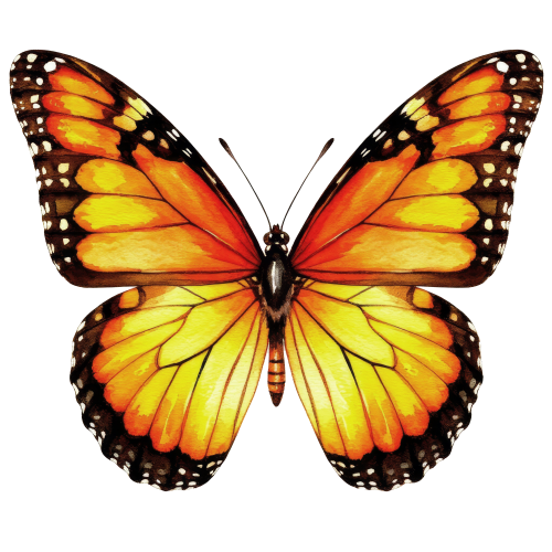 (s024-2W)  Orange Butterfly
