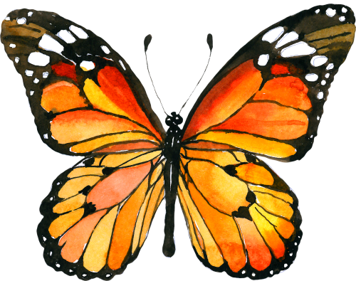 (s024-1Z) Monarch Butterfly