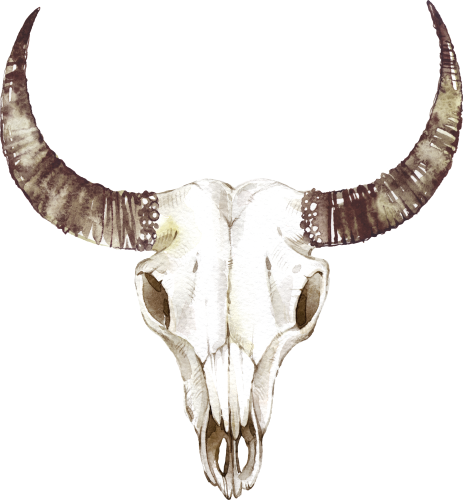(s267-1-A) Cow Skull