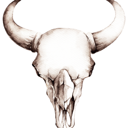 (s267-1-C) Cow Skull