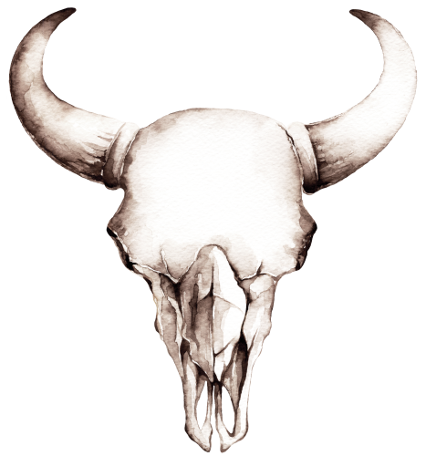 (s267-1-C) Cow Skull