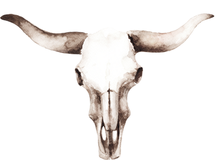 (s036-3-1D) Cow Skull