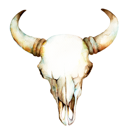 (s267-1-E) Cow Skull