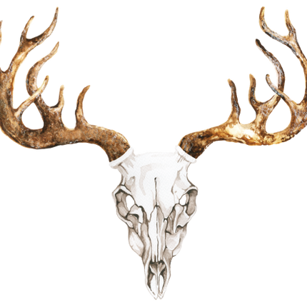 (s267-1-G) Cow Skull with Deer Antlers