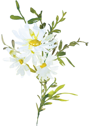 (270-05) White Daisy Daisies