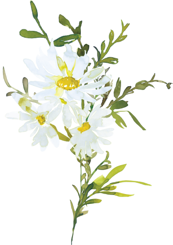 (270-05) White Daisy Daisies
