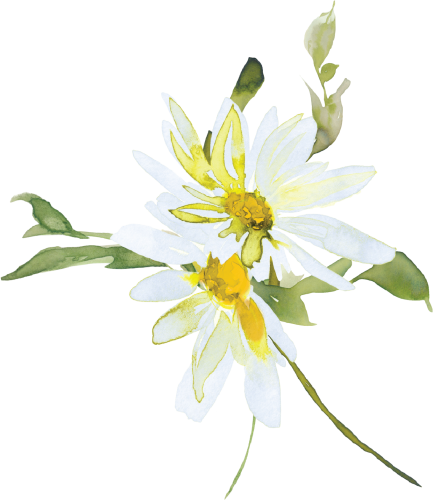 (270-05) White Daisy Daisies