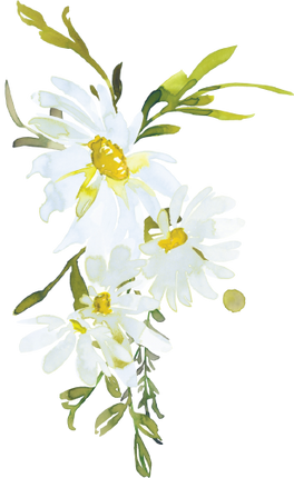 (270-05) White Daisy Daisies