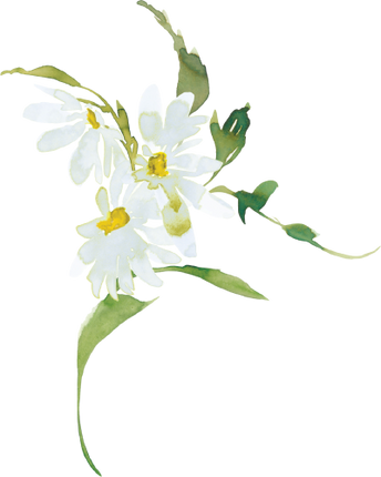 (270-05) White Daisy Daisies