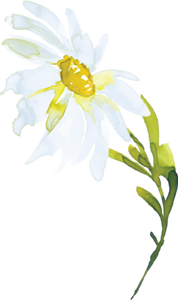 (270-05) White Daisy Daisies