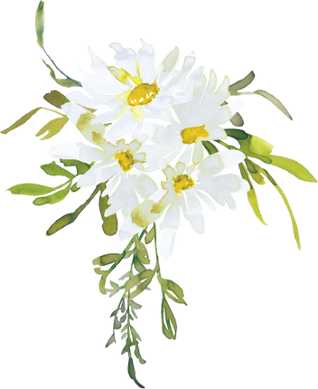 (270-05) White Daisy Daisies
