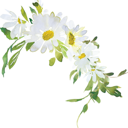 (270-05) White Daisy Daisies