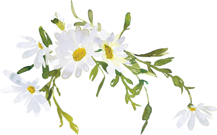 (270-05) White Daisy Daisies
