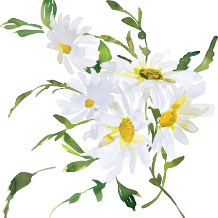 (270-05) White Daisy Daisies