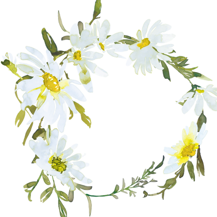 (270-05) White Daisy Daisies