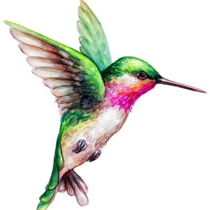 (s274-F) Hummingbird