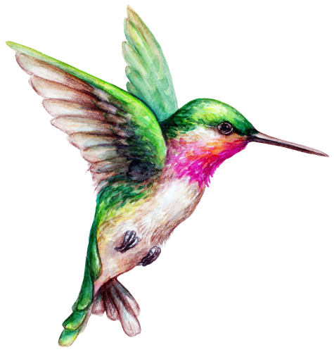 (s274-F) Hummingbird