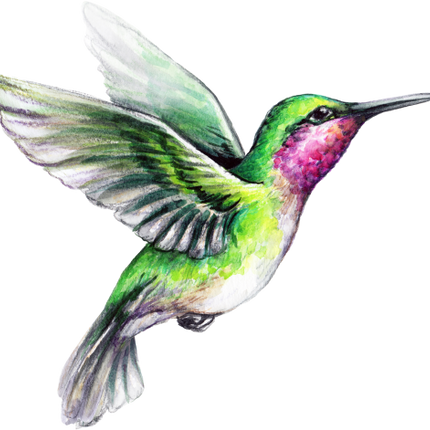 (s274-G) Hummingbird