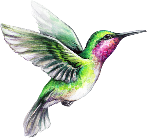 (s274-G) Hummingbird