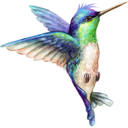 (s274-H) Hummingbird