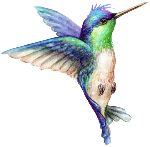(s274-H) Hummingbird