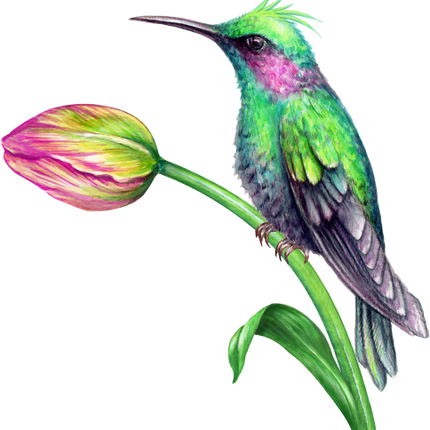 (s274-J) Hummingbird