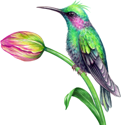 (s274-J) Hummingbird
